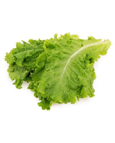 items Images-35-FreshLettuce